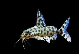 SYNODONTIS VALENTIANA