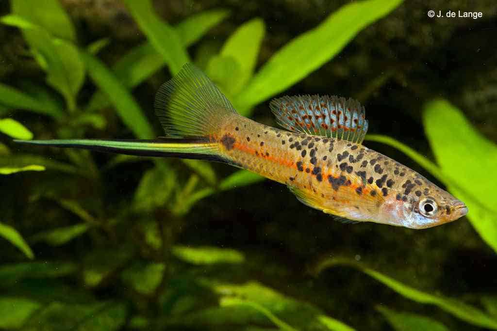 SWORDTAIL-SPOTTED SWORDTAIL