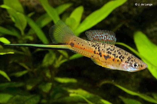 SWORDTAIL-SPOTTED SWORDTAIL