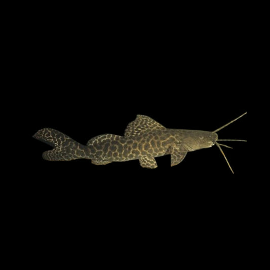 PERUNO CATFISH HYBRID