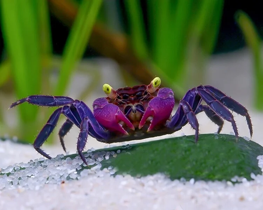 VIOLET CARNAVAL CRAB