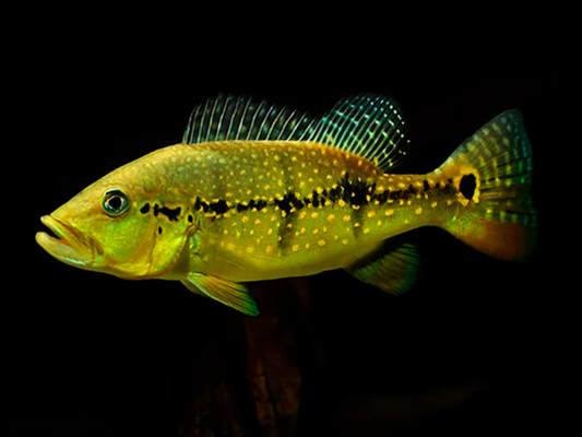 PEACKOCK BASS XINGU