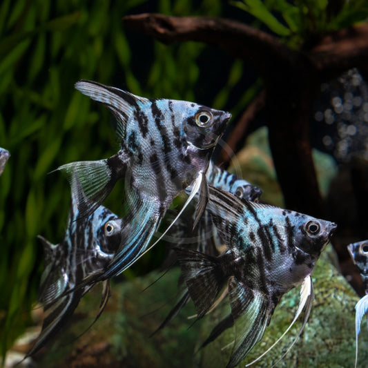 ANGELFISH - PEARL MARBLE