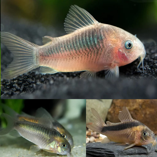 CATFISH - CORYDORAS RABAUTI