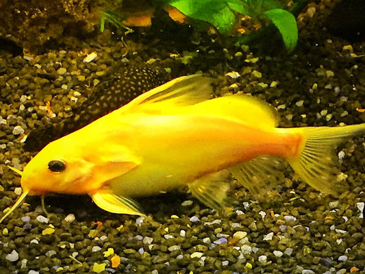 SYNODONTIS YELLOW NIGRITA
