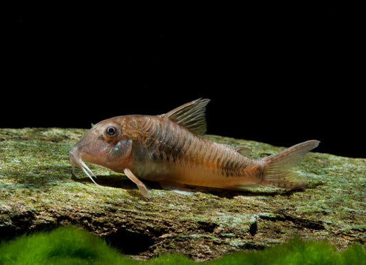 CORYDORAS ELLISAE