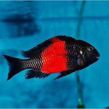RED BAND DUBOISI (PEMBA)