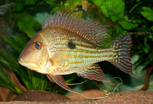 GEOPHAGUS ABALIOS