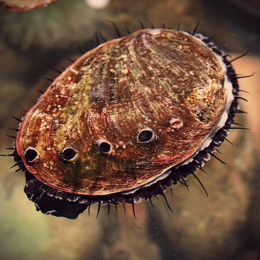 ABALONE SNAIL