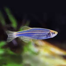 BLUE DANIO