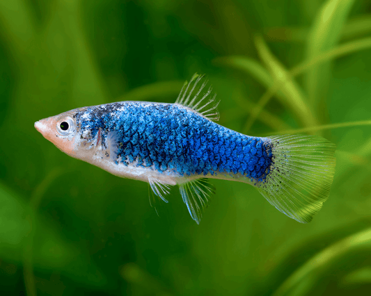 BLUE PLATY