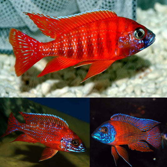 RED PEACOCK AFRICAN CICHLID