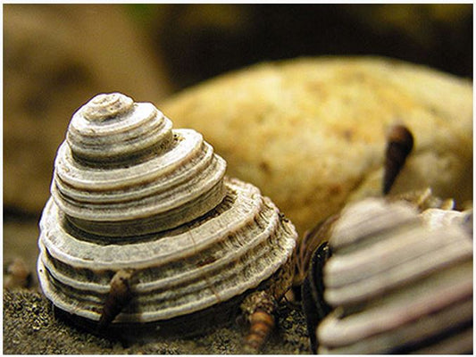 ASSORTED TURBO TREE SNAIL
