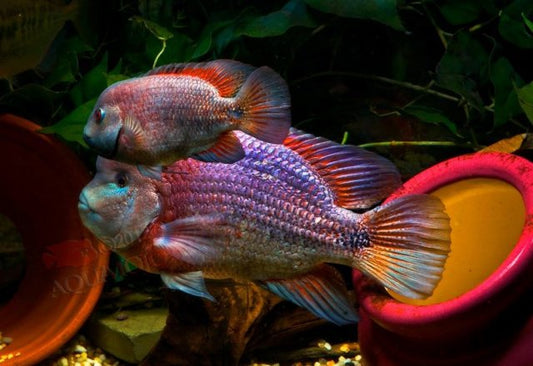 VIEJA BREIDOHRI CICHLID