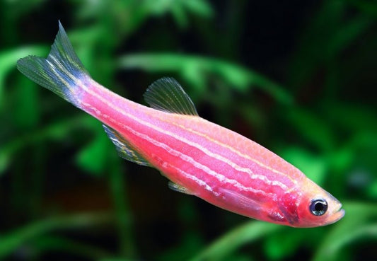 RED DANIO