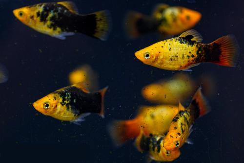 PLATIES - NEON GOLD SPOTTED PLATY