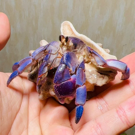 PURPLE HERMIT CRAB