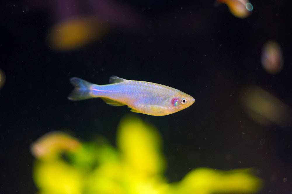 PURPLE DANIO