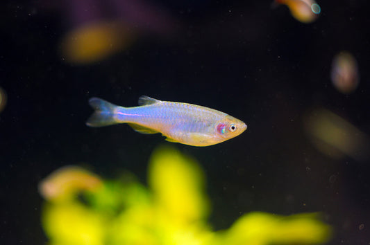 PURPLE DANIO