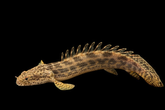 GUINEAN BICHIR