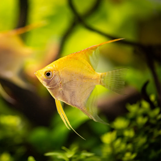 ANGELFISH - GOLDEN