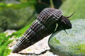 MALILI SNAIL
