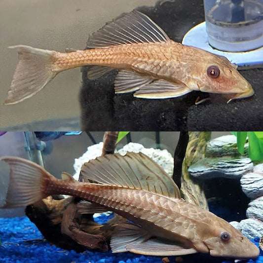 PLECOSTOMUS - CHOCOLATE