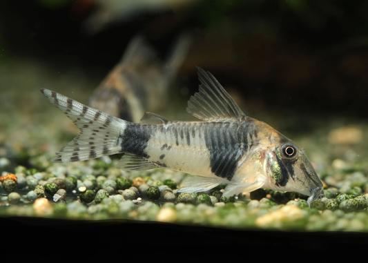 CORYDORAS REYNOLDSI