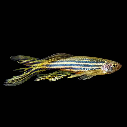 DANIO - ZEBRA LONGFIN
