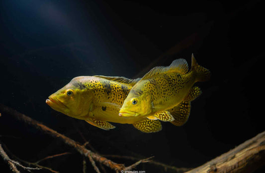 PEACKOCK BASS KELBERI