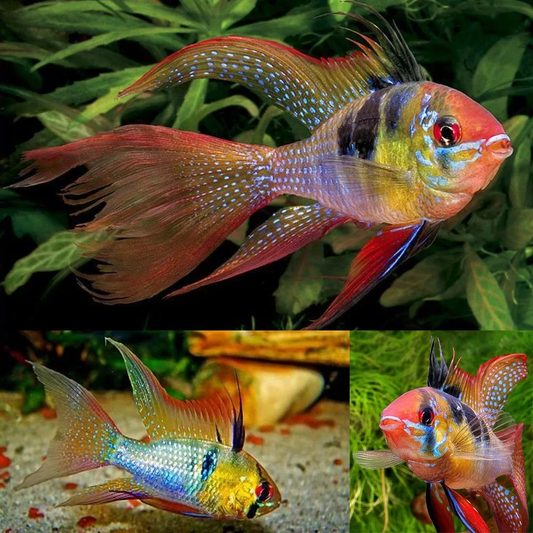 VEILTAIL DWARF CICHLID/RAMIREZ