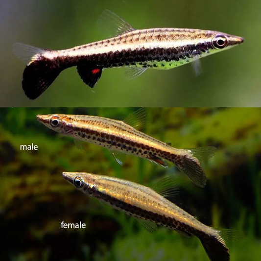 TETRA - ROCKET PENCIL