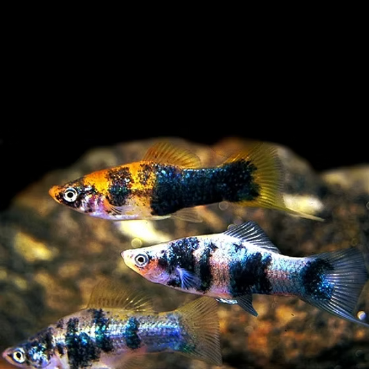 SWORDTAIL - MARBLE WAGTAIL