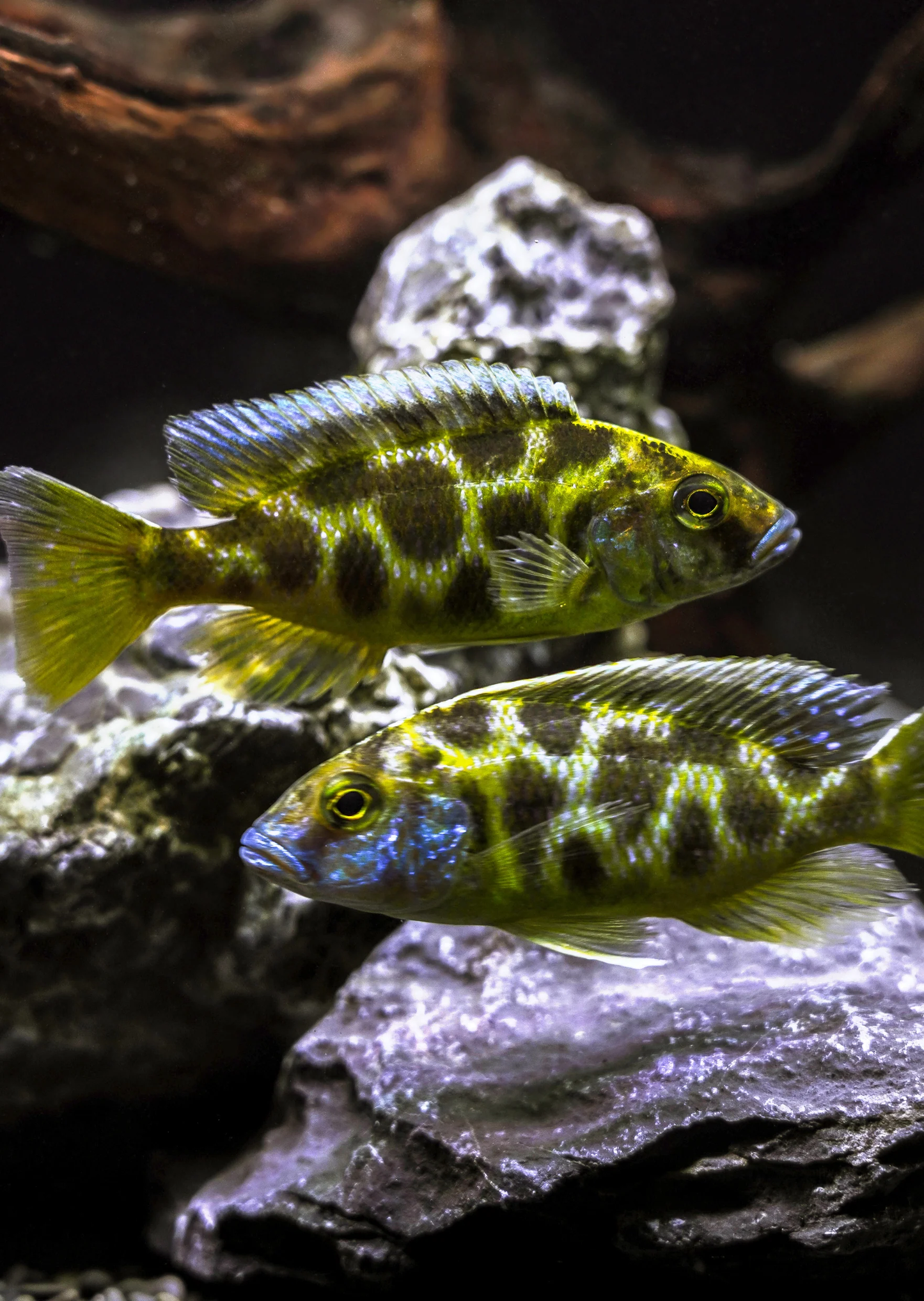 VENUSTUS CICHLID
