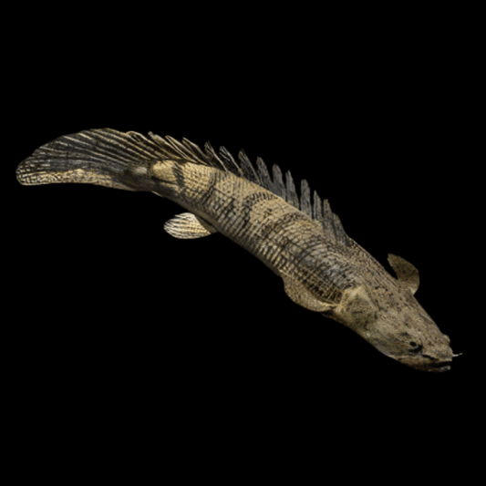 CONGO BICHIR