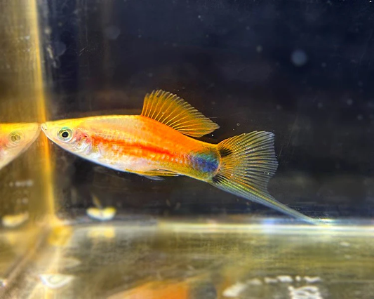 SWORDTAIL - GOLDEN MICKEY MOUSE