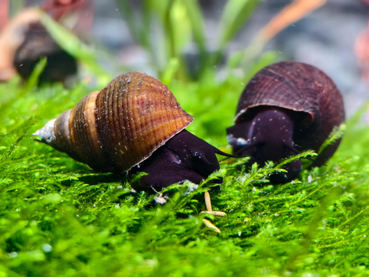 PRIMITIVE RABBIT SNAIL