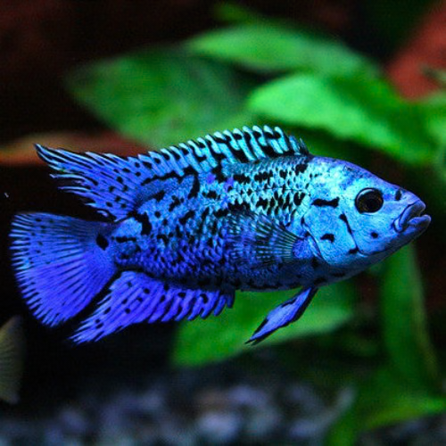 ELECTRICK JACK DEMPSEY