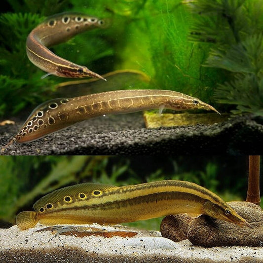 EEL - PEACOCK