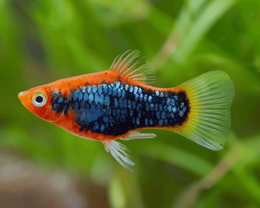 TUXEDO VARIOUS PLATY