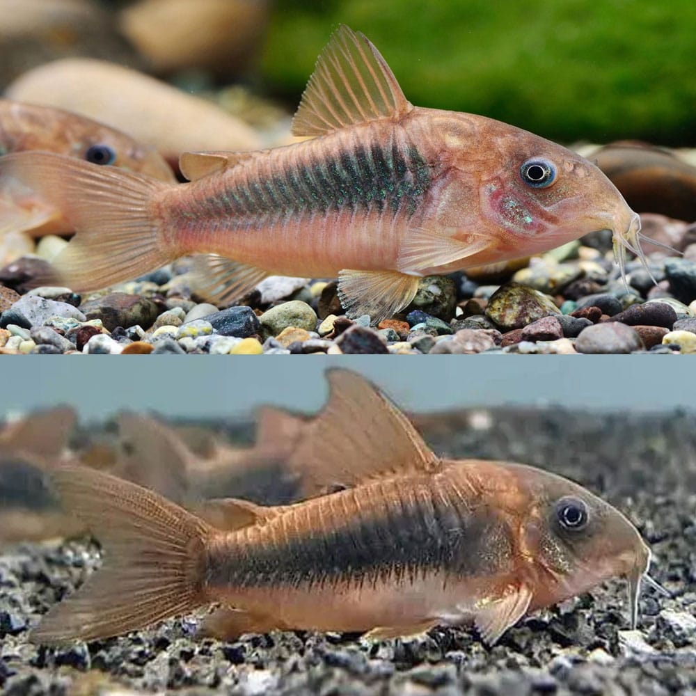 CATFISH - CORYDORAS BRONZE