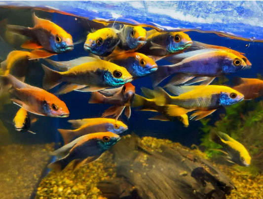 Ovatus Peacock African Cichlid