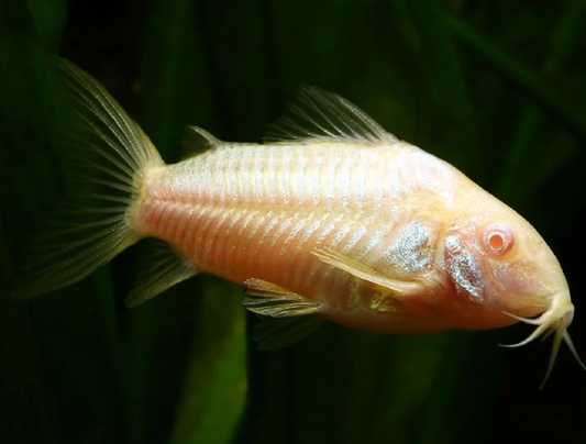 ALBINO CORYDORAS PALEATUS