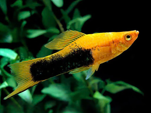 SWORDTAIL - GOLDEN TUXEDO