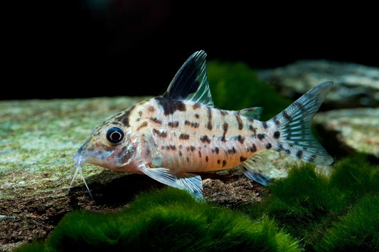 CORYDORAS PERUENSIS