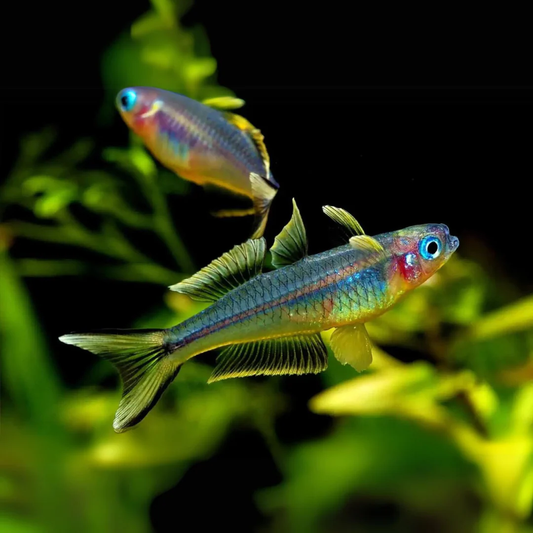 RAINBOW - FORKED TAIL RAINBOW