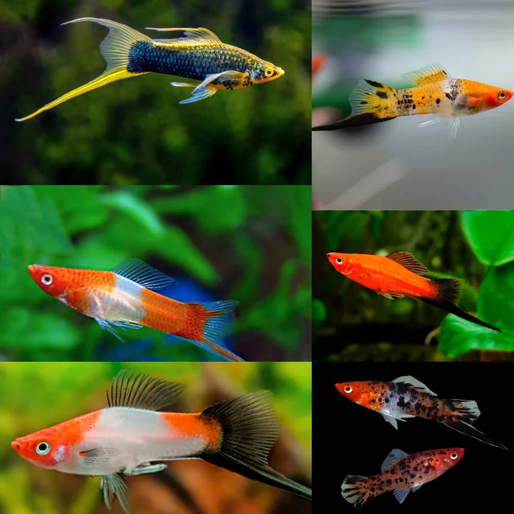 SWORDTAIL - ASSORTED MICKEY MOUSE