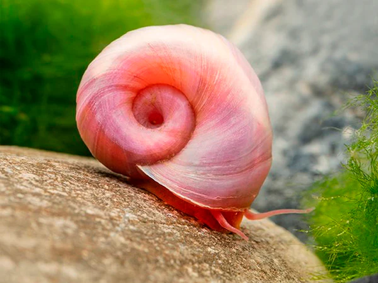 SPIRAL HORN SNAIL
