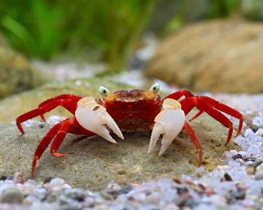 WHITE ARM VAMPIRE CRAB