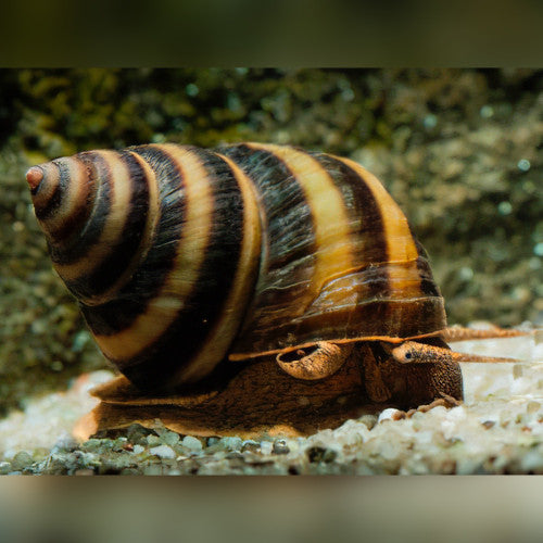 TORPEDO SNAIL